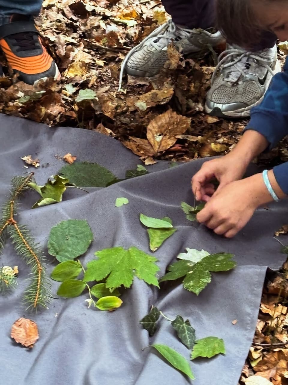 Waldtag im Jahrgang 5